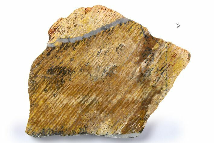 Polished Strelley Pool Stromatolite Slab - Billion Years Old #273554